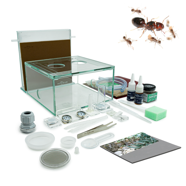Bundle Offer - Crematogaster scutellaris